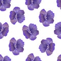 Seamless wild floral pattern with nasturtium. Purple hibiscus flowers on white background. Botanical Motifs scattered random. Royalty Free Stock Photo